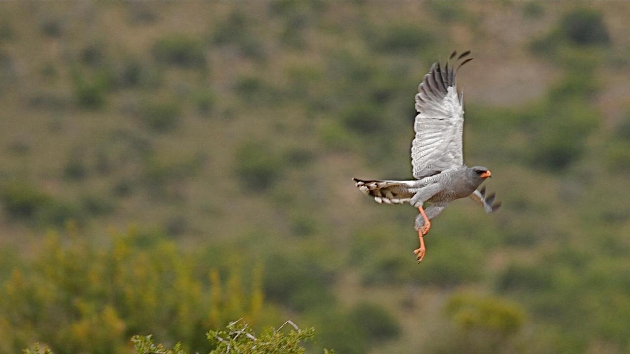 Mount Camdeboo Private Game Reserve Graaff-Reinet Buitenkant foto