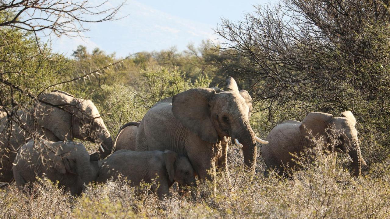 Mount Camdeboo Private Game Reserve Graaff-Reinet Buitenkant foto